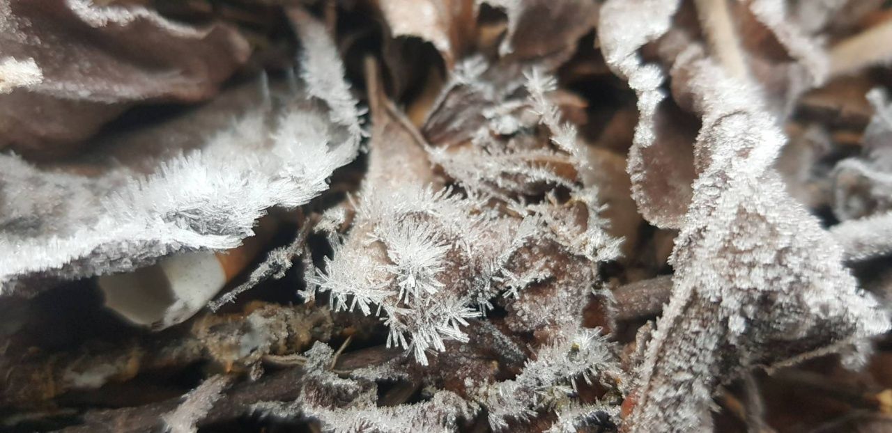 因他农山持续寒冷,温度低至-0.5-2.0度,出现白霜