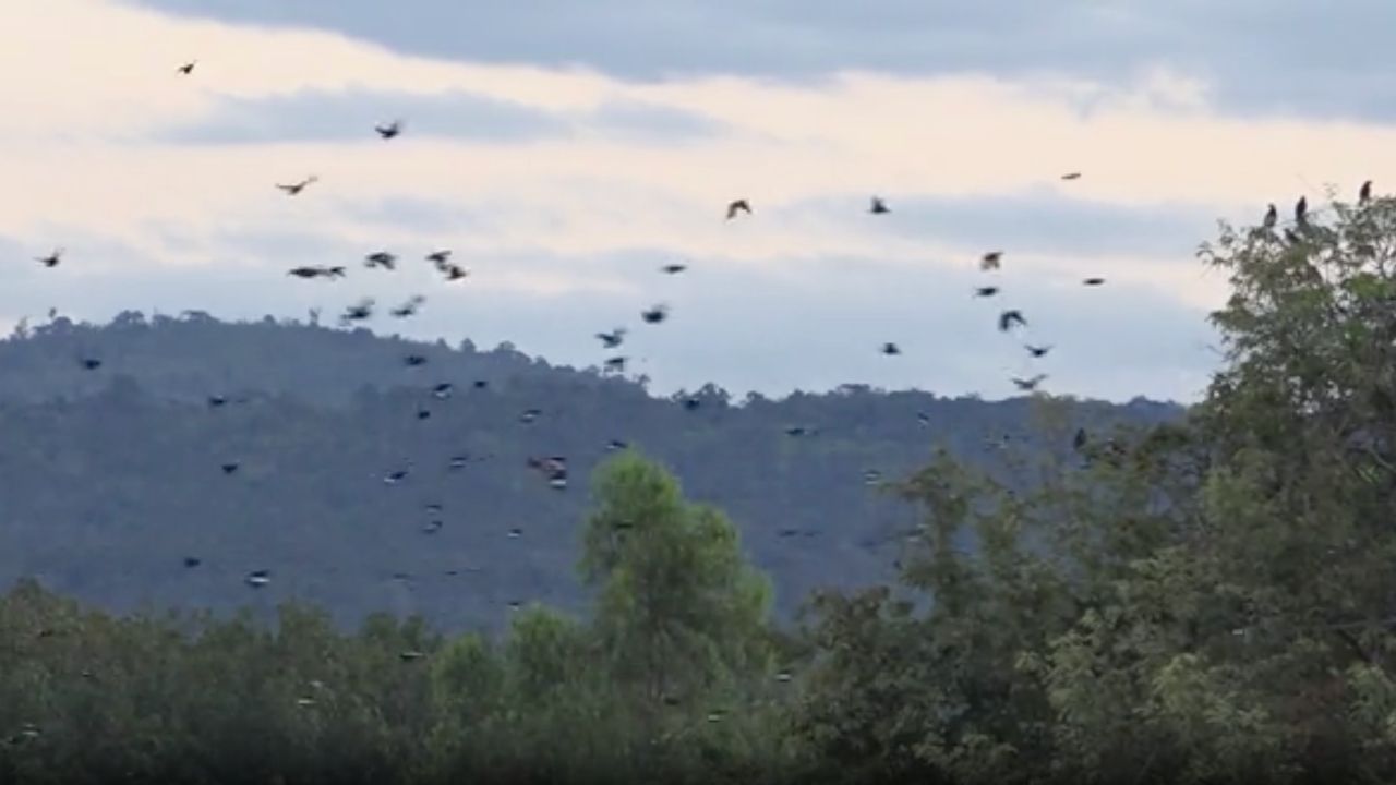 泰国炮击677高地不断 柬埔寨BM21反击