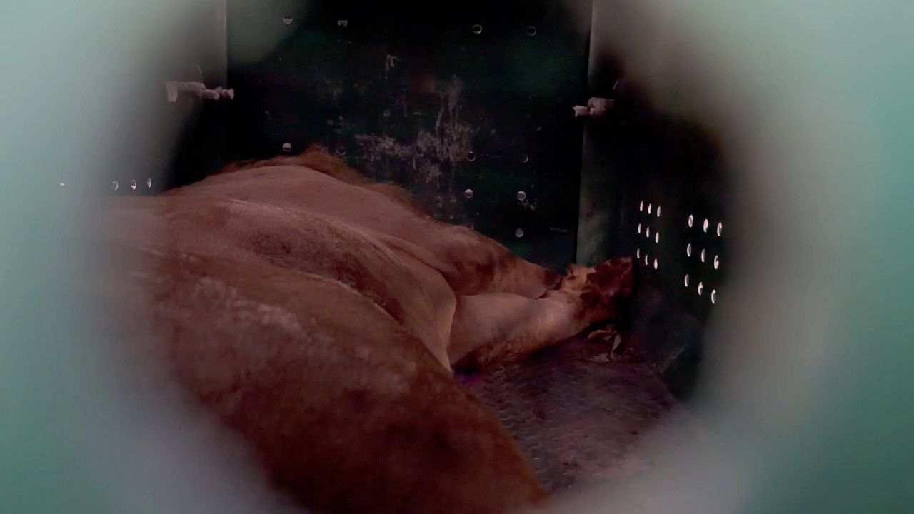 国家公园管理局已将5只“狮子-熊”迁出赌场