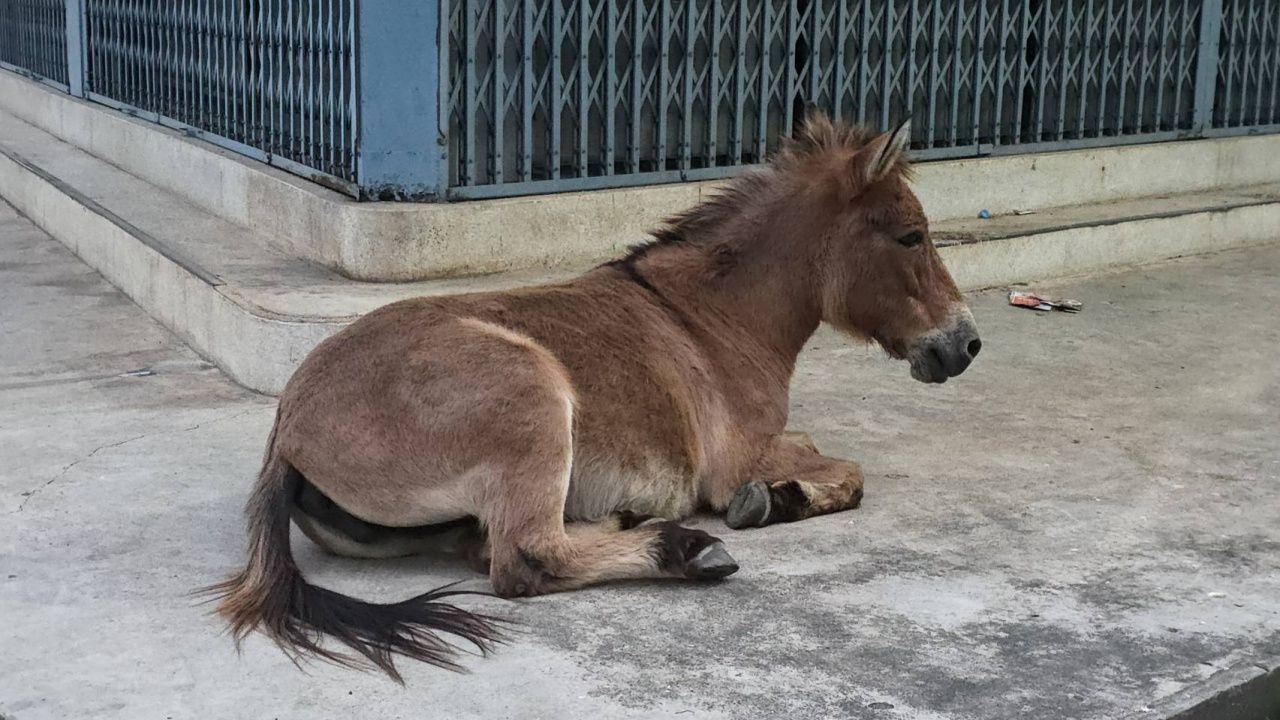 乌泰塔尼洪水,马群仍受困扰,从