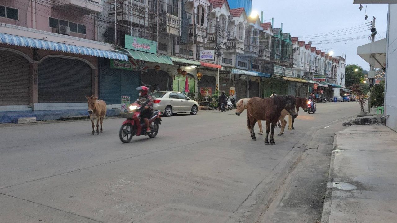 乌泰塔尼洪水,马群仍受困扰,从